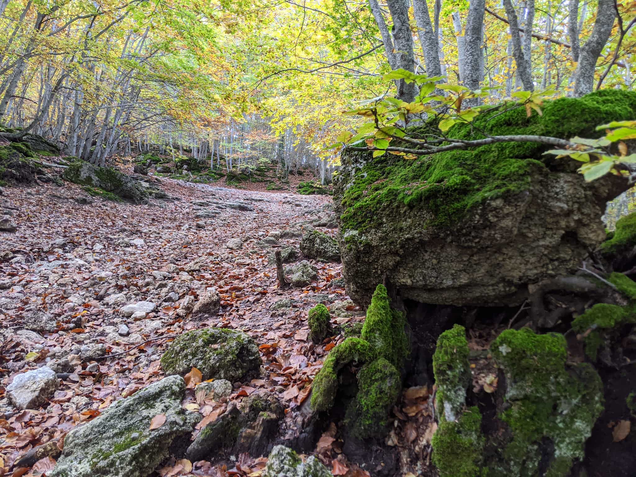 Esperienza fotografica nei boschi tra i magici colori autunnali