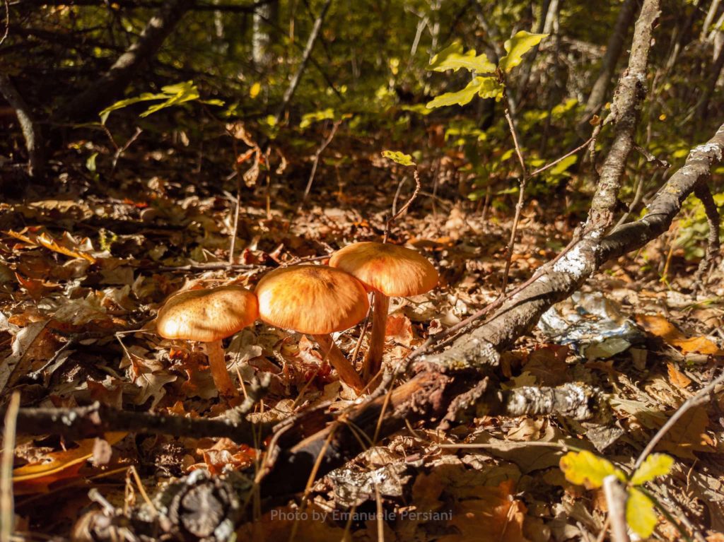 Escursioni foliage funghi a Cascia colori caldi